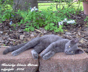 American Smooth Coated blue kitten