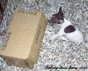 Rat Terrier pup K. Elmore Petross 2005