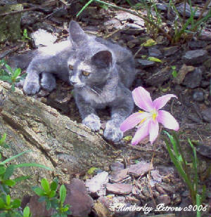 American Short Coated blue torti kitten  c2005