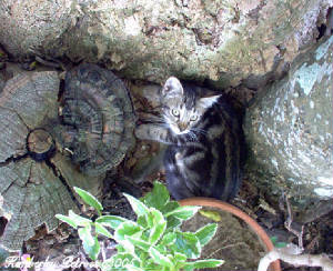 American Smooth Coated Tabby kitten