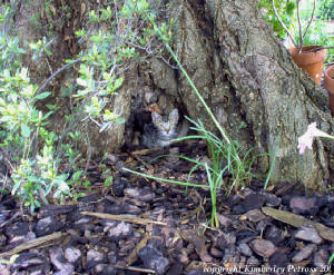 American Short Hair kitten  c2005